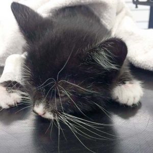 Katerchen Olaf / © 2017 Arche KaNaum (DN)