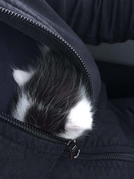 Katerchen Lumpi, ganz versteckt im Pulli seiner Ersatz-Mama / © 2017 Arche KaNaum (DN)