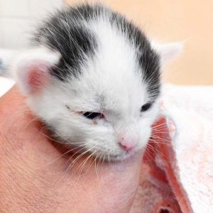 Katerchen Lumpi / © 2017 Arche KaNaum (DN) Katerchen Lumpi / © 2017 Arche KaNaum (DN)