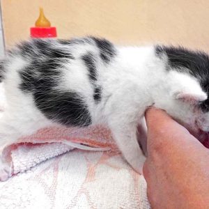 Katerchen Lumpi / © 2017 Arche KaNaum (DN) Katerchen Lumpi / © 2017 Arche KaNaum (DN)