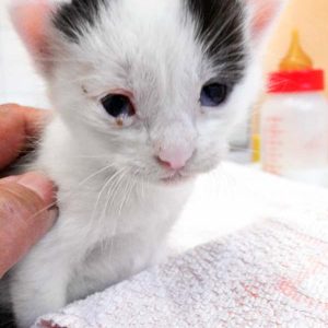 Katerchen Lumpi / © 2017 Arche KaNaum (DN) Katerchen Lumpi / © 2017 Arche KaNaum (DN)