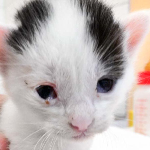 Katerchen Lumpi / © 2017 Arche KaNaum (DN) Katerchen Lumpi / © 2017 Arche KaNaum (DN)