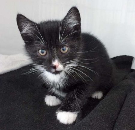 Katerchen Olaf / © 2017 Arche KaNaum (DN)