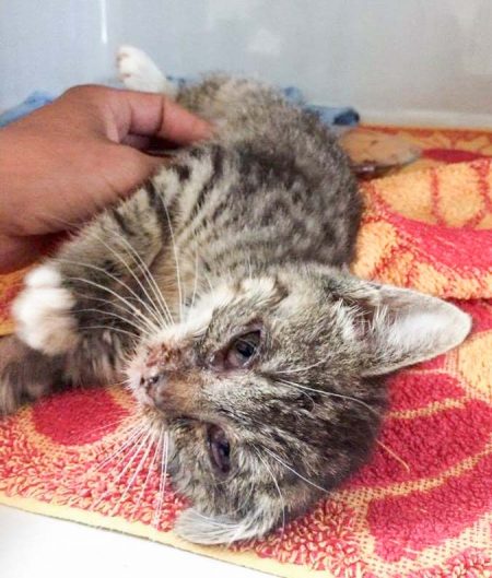 Kätzin Mary am 27.06.2017 / © 2017 Arche KaNaum (DN)