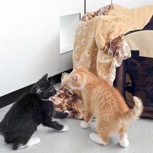 Katerchen Olaf (l.) mit Kumpel Buck / © 2017 Arche KaNaum (DN)