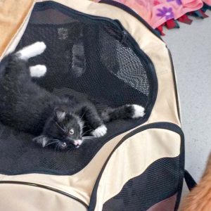 Katerchen Olaf / © 2017 Arche KaNaum (DN)