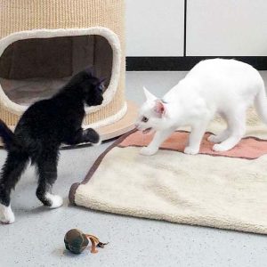 Katerchen Olaf (l.) mit Freundin Pebbels / © 2017 Arche KaNaum (DN)