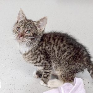 Kätzin Mary am 02.07.2017 / © 2017 Arche KaNaum (DN)