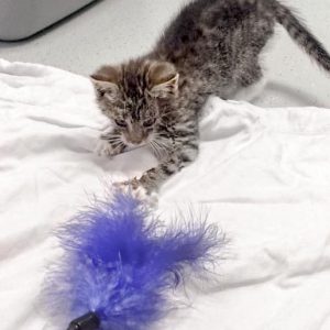 Kätzin Mary am 02.07.2017 / © 2017 Arche KaNaum (DN)