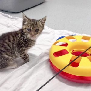 Kätzin Mary am 02.07.2017 / © 2017 Arche KaNaum (DN)