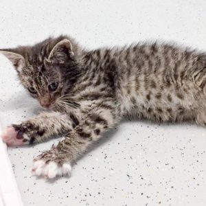 Kätzin Mary am 02.07.2017 / © 2017 Arche KaNaum (DN)