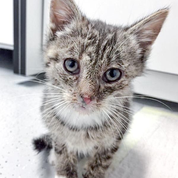 Kätzin Mary am 02.07.2017 / © 2017 Arche KaNaum (DN)