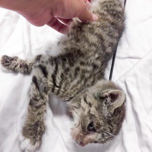 Kätzin Mary am 02.07.2017 / © 2017 Arche KaNaum (DN)