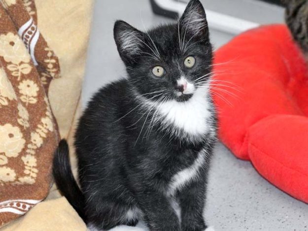 Katerchen Olaf / © 2017 Arche KaNaum (DN) Katerchen Olaf / © 2017 Arche KaNaum (DN)