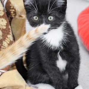 Katerchen Olaf / © 2017 Arche KaNaum (DN)