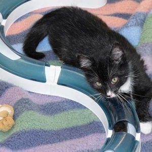 Katerchen Olaf / © 2017 Arche KaNaum (DN)