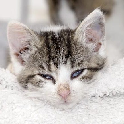 Kätzchen Sasette / © 2017 Arche KaNaum (DN)