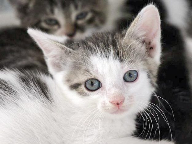 Katerchen Schlaubi / © 2017 Arche KaNaum (DN)