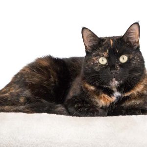 Kätzin Elli / © 2017 Arche KaNaum (NH)