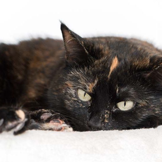 Kätzin Elli / © 2017 Arche KaNaum (NH) Kätzin Elli / © 2017 Arche KaNaum (NH)