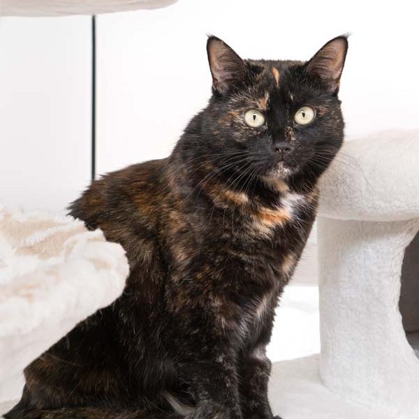 Kätzin Elli / © 2017 Arche KaNaum (NH) Kätzin Elli / © 2017 Arche KaNaum (NH)