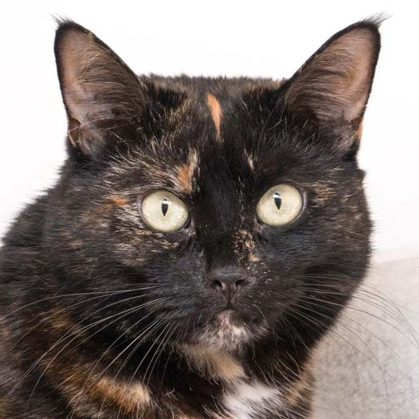 Kätzin Elli / © 2017 Arche KaNaum (NH) Kätzin Elli / © 2017 Arche KaNaum (NH)