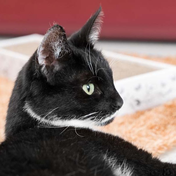 Kätzin Fine / © 2017 Arche KaNaum (NH) Kätzin Fine / © 2017 Arche KaNaum (NH)