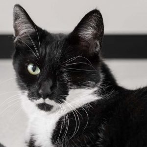 Kätzin Fine / © 2017 Arche KaNaum (NH)