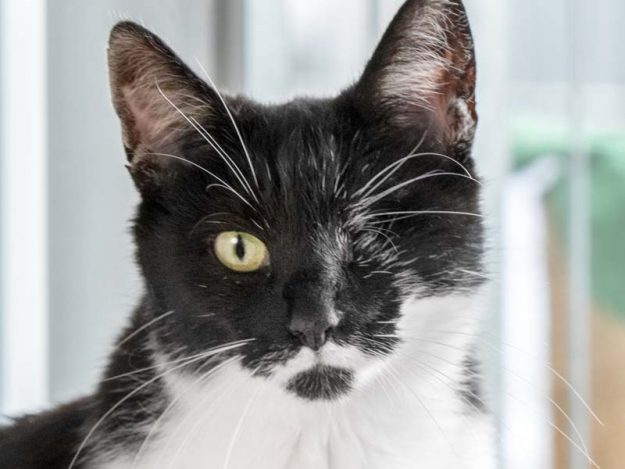 Kätzin Fine / © 2017 Arche KaNaum (NH)