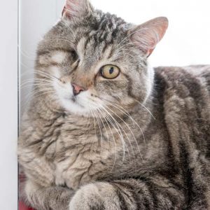 Kater Merlin / © 2017 Arche KaNaum (NH)