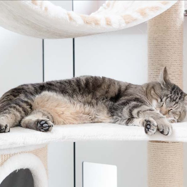 Kater Merlin / © 2017 Arche KaNaum (NH)