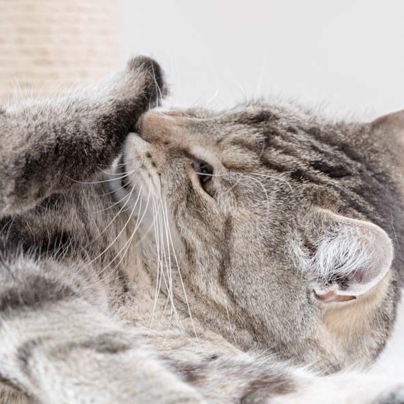 Kater Merlin ganz sportlich / © 2017 Arche KaNaum (NH)