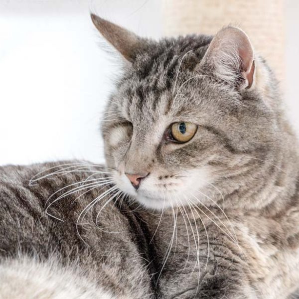 Kater Merlin ganz neugierig / © 2017 Arche KaNaum (NH)