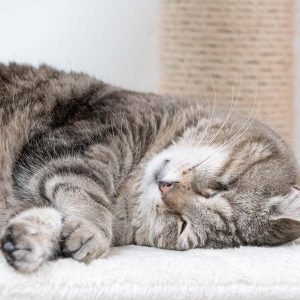 Kater Merlin ganz entspannt / © 2017 Arche KaNaum (NH)