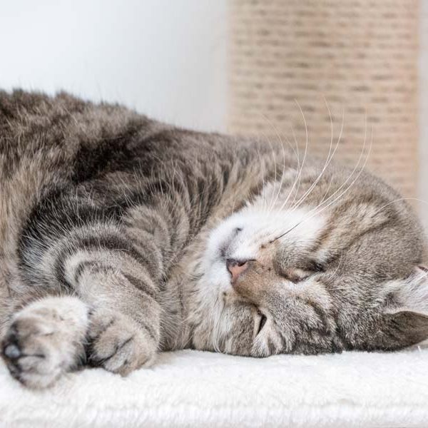 Kater Merlin ganz entspannt / © 2017 Arche KaNaum (NH)