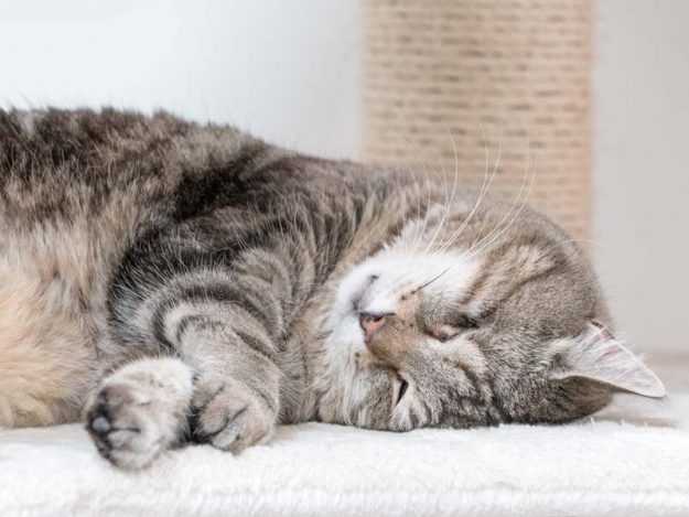 Kater Merlin ganz entspannt  / © 2017 Arche KaNaum (NH) Kater Merlin ganz entspannt / © 2017 Arche KaNaum (NH)