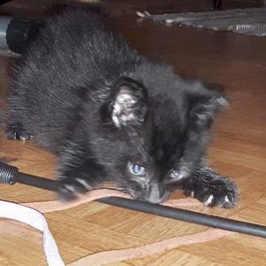 Katerchen Hugo / © 2017 Privat