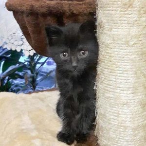 Katerchen Hugo / © 2017 Privat