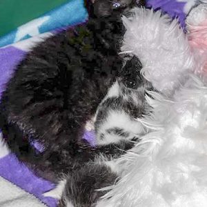 Katerchen Hugo (l.) mit Kumpel Lumpi / © 2017 Privat