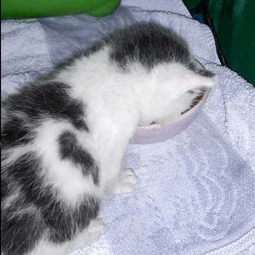 Katerchen Lumpi / © 2017 Privat Katerchen Lumpi / © 2017 Privat