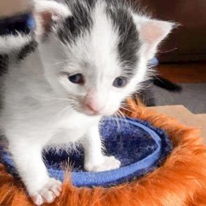 Katerchen Lumpi / © 2017 Privat