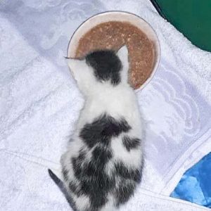 Katerchen Lumpi / © 2017 Privat