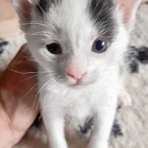 Katerchen Lumpi / © 2017 Privat