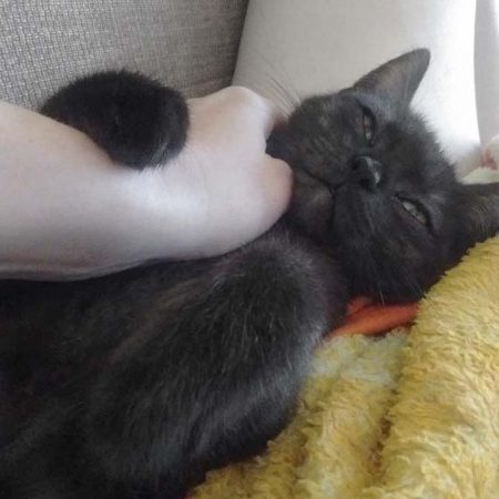 Kätzin Lilly (aka Lobelia) im neuen Zuhause / © 08.07.'17 Privat