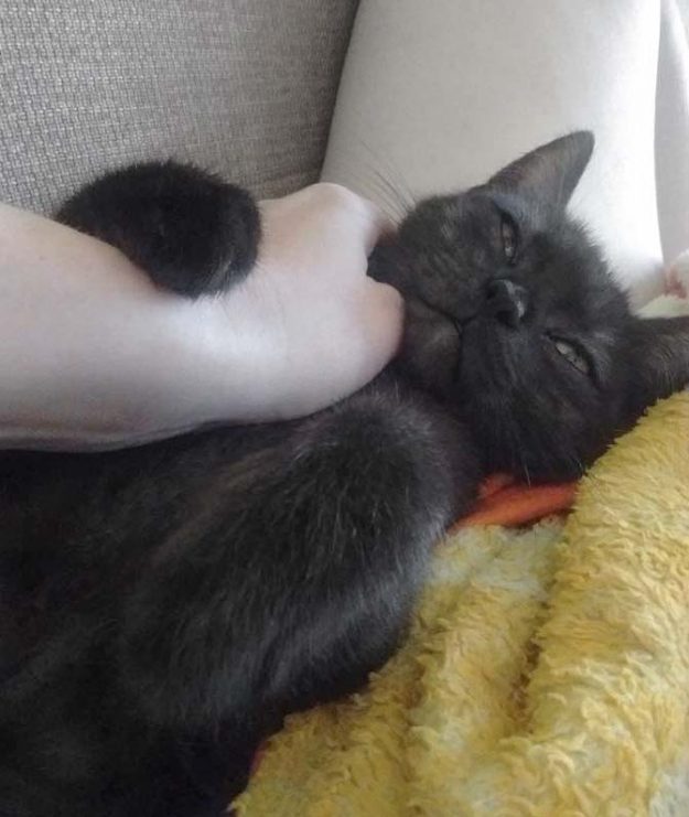 Kätzin Lilly (aka Lobelia) im neuen Zuhause / © 08.07.'17 Privat