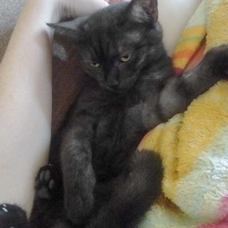 Kätzin Lilly (aka Lobelia) im neuen Zuhause / © 08.07.'17 Privat