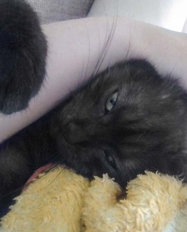 Kätzin Lilly (aka Lobelia) im neuen Zuhause / © 08.07.'17 Privat