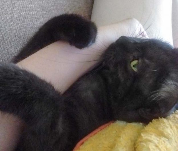 Kätzin Lilly (aka Lobelia) im neuen Zuhause / © 08.07.'17 Privat