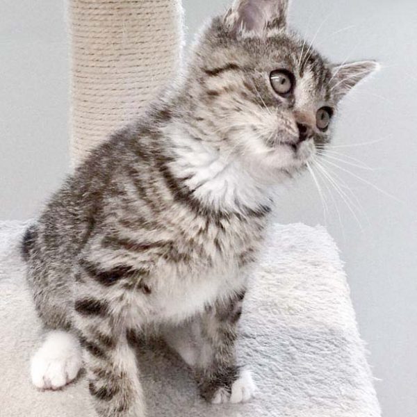 Kätzin Mary am 13.07.2017 / © 2017 Arche KaNaum (DN)