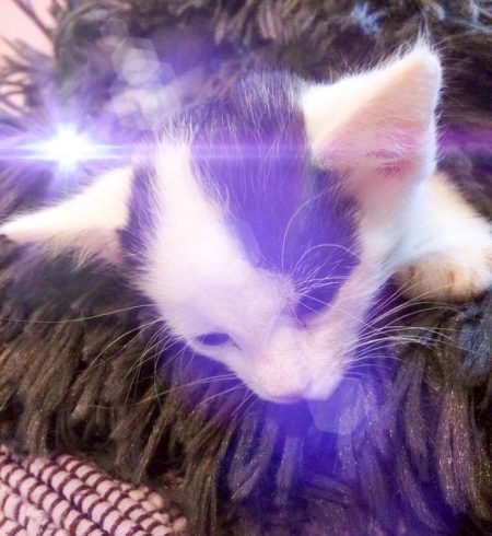 Run free, Katerchen Lumpi / © 2017 Arche KaNaum (DN)